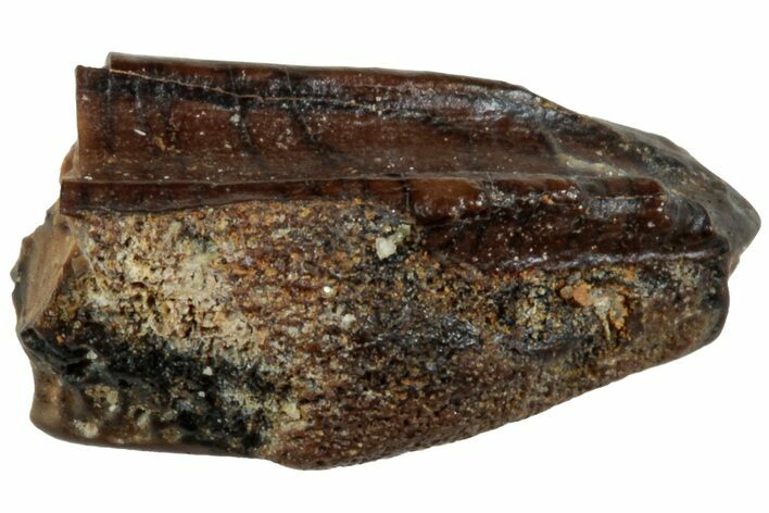 Partial Fossil Hadrosaur (Edmontosaurus) Tooth - Montana #234670